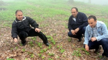 Kayın sahalarında gençleştirme yapıldı