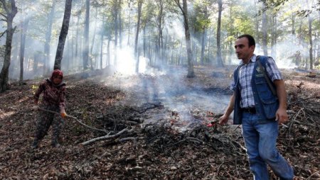 Kayın ve meşede doğal gençleştirme çalışmaları tamamlandı