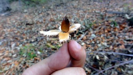 Kayın ve meşede doğal gençleştirme çalışmaları tamamlandı