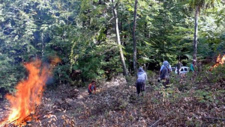 Kayın ve meşede doğal gençleştirme çalışmaları tamamlandı