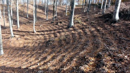 Kayın ve meşede doğal gençleştirme çalışmaları tamamlandı