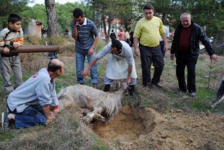 Kaymakam Türkoğlu: Manavgat'ta Kurban Kesimleri Usulüne Uygun Şekilde Yapıldı