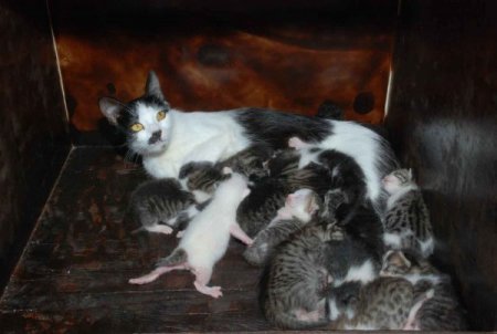 Kayseri'de Sokak Kedileri Yuvaya Kavuştu