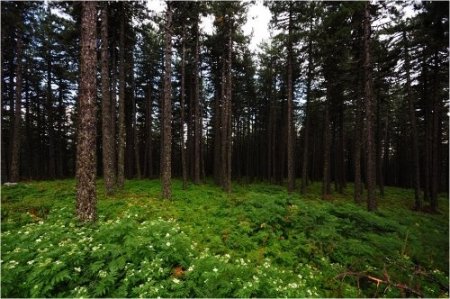 Kaz Dağları'nda yangına karşı motosikletli ve kameralı sistem