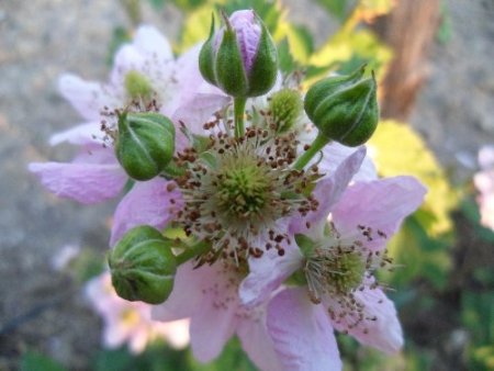 Kaz Dağları’nın yabani meyveleri şişeye girdi