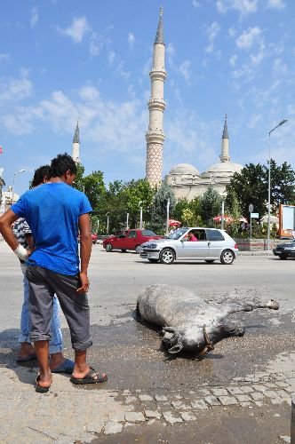 Kaza Yapan Atını Yerde Gören Vatandaş Baygınlık Geçirdi