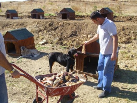 Kazada zayi olan balıklar sokak köpeklerine yiyecek oldu