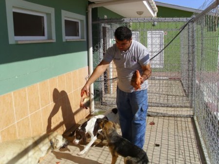 Kazada zayi olan balıklar sokak köpeklerine yiyecek oldu