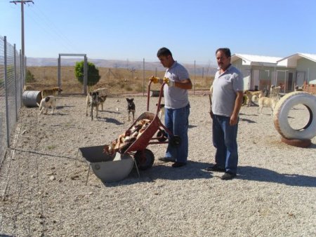 Kazada zayi olan balıklar sokak köpeklerine yiyecek oldu