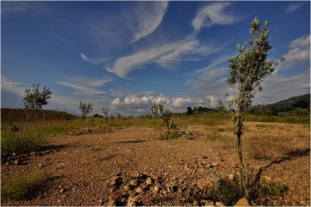 Kazdağları'nda orman varlığı son 40 yılda yüzde 31 arttı