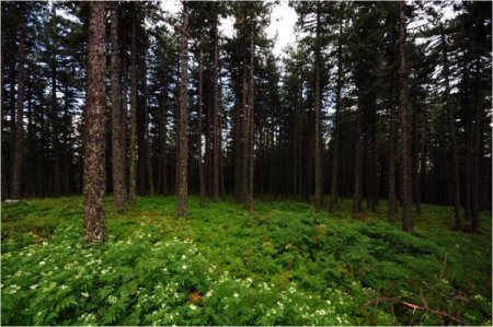 Kazdağları'nda orman varlığı son 40 yılda yüzde 31 arttı