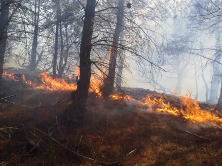 Kazdağları'ndaki orman yangını devam ediyor