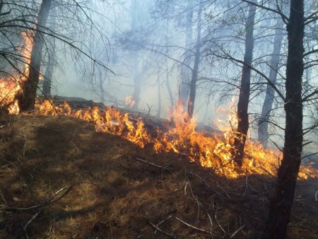 Kazdağları'ndaki orman yangını devam ediyor