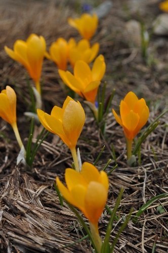 Kazdağları'nın zirvesinde kış, eteklerinde bahar yaşanıyor