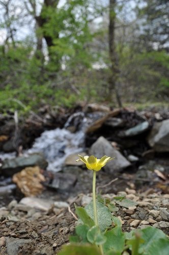 Kazdağları'nın zirvesinde kış, eteklerinde bahar yaşanıyor