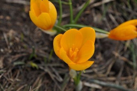 Kazdağları'nın zirvesinde kış, eteklerinde bahar yaşanıyor