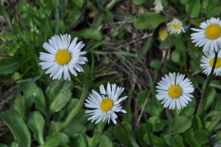 Kazdağları'nın zirvesinde kış, eteklerinde bahar yaşanıyor