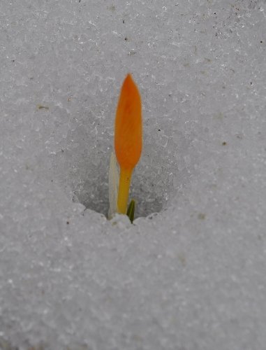 Kazdağları'nın zirvesinde kış, eteklerinde bahar yaşanıyor