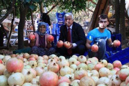 Keben narı hasadı başladı