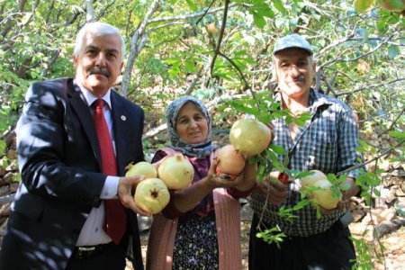 Keben narı hasadı başladı