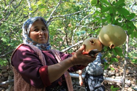Keben narı hasadı başladı