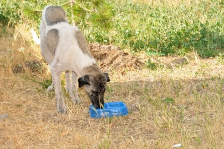 Keçiören Belediyesi Sokak Hayvanları İçin Parklara Su Kapları Yerleştirdi