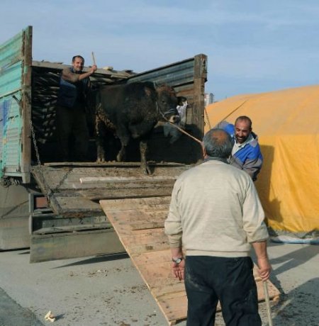 Keçiören'de Kurban Hareketliliği Yaşanıyor