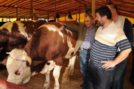 Keçiören'de Kurban Hareketliliği Yaşanıyor