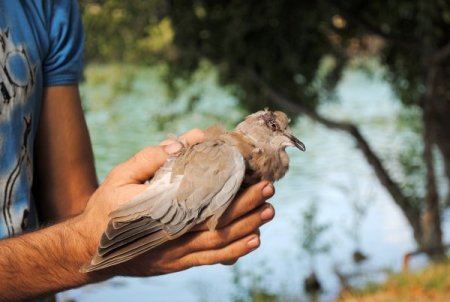 Kedi Saldırısına Uğrayan Yaralı Kumruya Sahip Çıktı