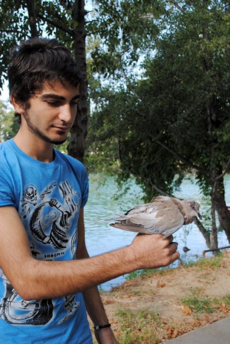 Kedi Saldırısına Uğrayan Yaralı Kumruya Sahip Çıktı