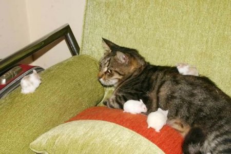 Kedi Ve Farelerin Örnek Alınacak Dostluğu