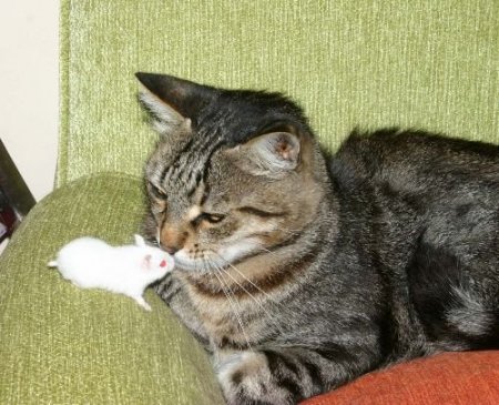 Kedi Ve Farelerin Örnek Alınacak Dostluğu