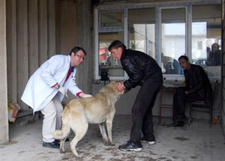 Kedi Ve Köpekler Kuduza Karşı Aşılanıyor