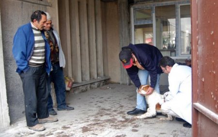 Kedi Ve Köpekler Kuduza Karşı Aşılanıyor