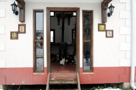 Kediler, sıcak villalarında kar manzarasını tadını çıkartıyor