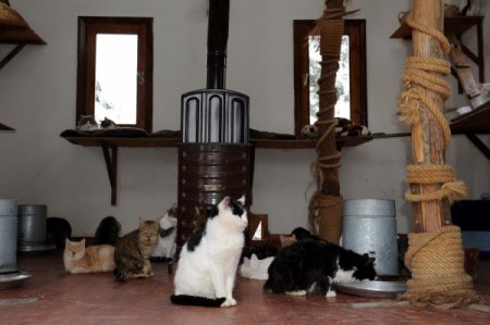 Kediler, sıcak villalarında kar manzarasını tadını çıkartıyor