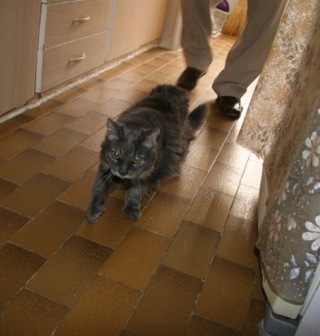 'Kedisine 20 yıllık vefalı dostum' diyen emekli işçi, evini ona tahsis etti