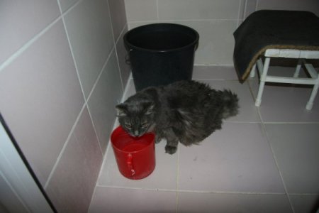 'Kedisine 20 yıllık vefalı dostum' diyen emekli işçi, evini ona tahsis etti