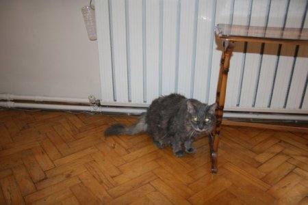 'Kedisine 20 yıllık vefalı dostum' diyen emekli işçi, evini ona tahsis etti