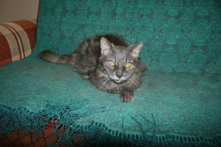 'Kedisine 20 yıllık vefalı dostum' diyen emekli işçi, evini ona tahsis etti