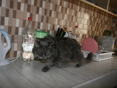 'Kedisine 20 yıllık vefalı dostum' diyen emekli işçi, evini ona tahsis etti