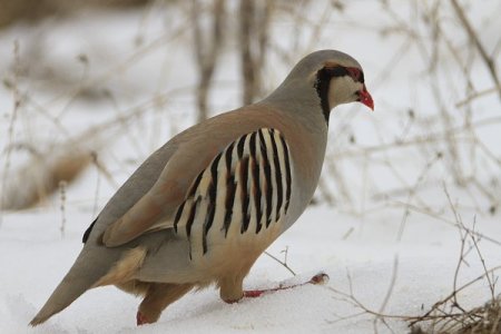 Keklik popülasyonu düşünce, avcılar keklik avlamak yerine beslemeye başladı