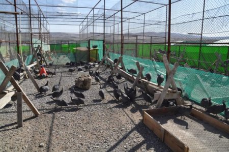 Keklik Üretim İstasyonu, yeni kümeslerle daha fazla üretim yapacak