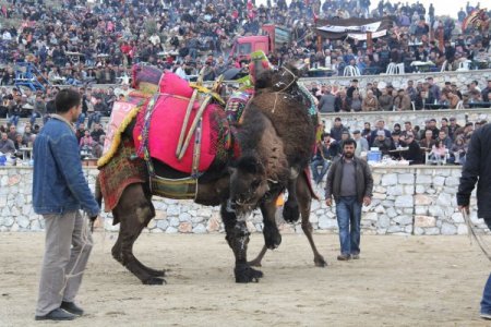 Kemal Kılıçdaroğlu, Milas'ta Deve Güreşi İzledi