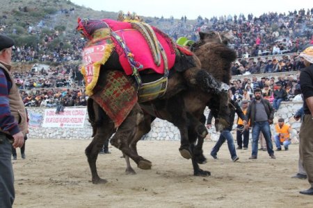 Kemal Kılıçdaroğlu, Milas'ta Deve Güreşi İzledi