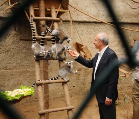 Kemal Kılıçdaroğlu Lemurları Eliyle Besledi