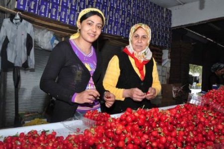 Kemalpaşa'nın Bağyurdu Beldesinde İlk Kiraz Çıktı