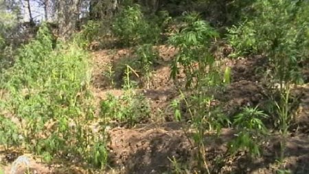 Kemik Parçaları Arasından Uyuşturucu Çıktı