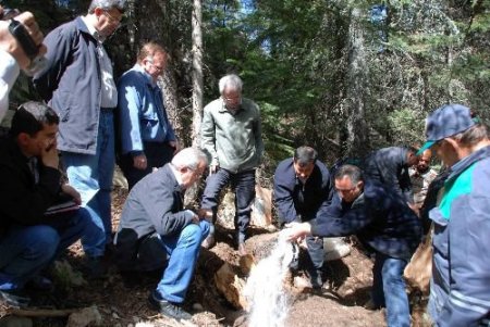 Kene Avcısı Karıncalar Ormanlarda İş Başında