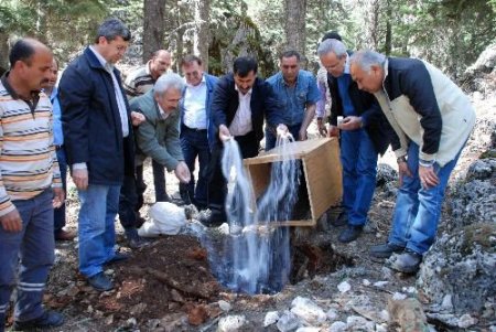 Kene Avcısı Karıncalar Ormanlarda İş Başında